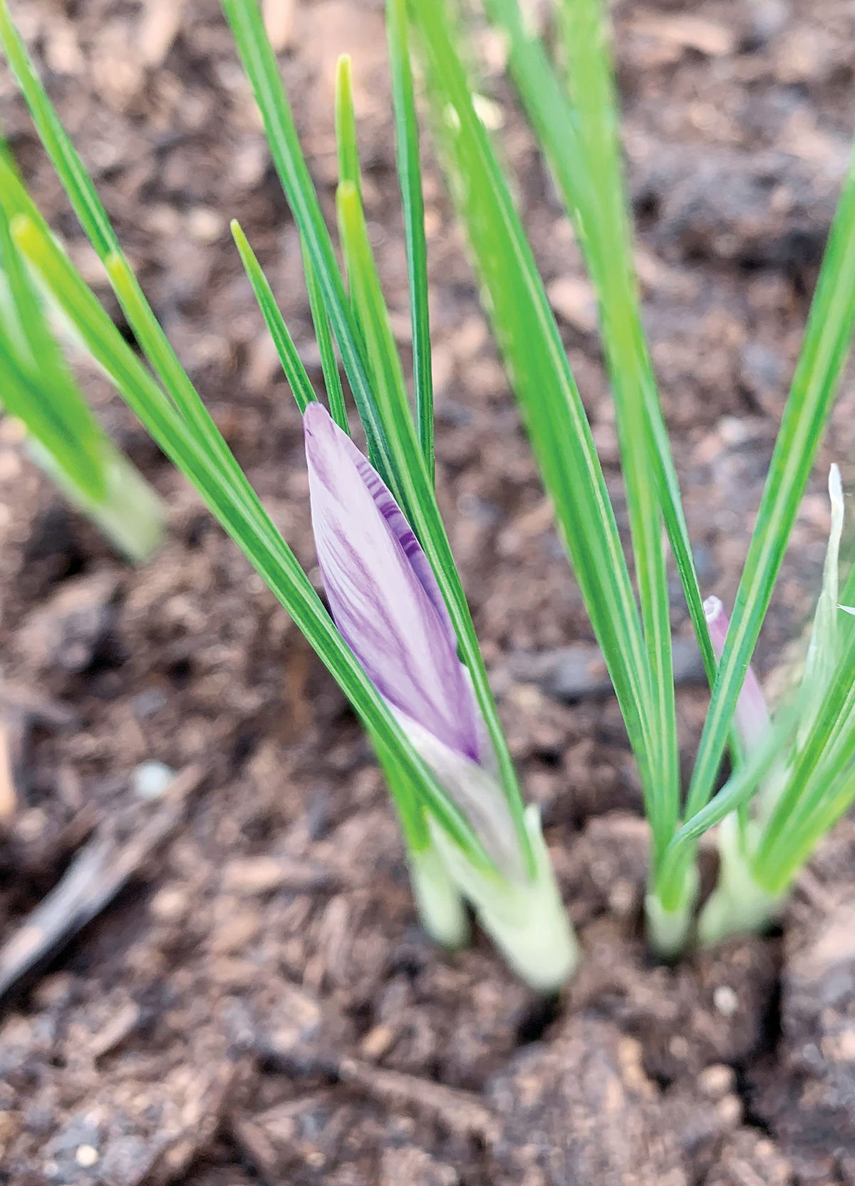Starting to open